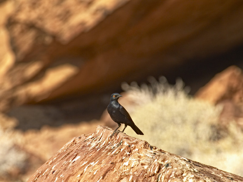 Twyfelfontein, Glossy Starling